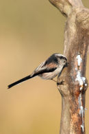 07-6192 Long-Tailed Tit (Aegithalos caudatus)